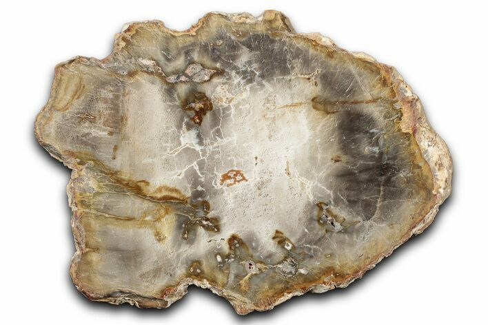 Beautiful Petrified Wood (Araucaria) Slab - Madagascar #344645